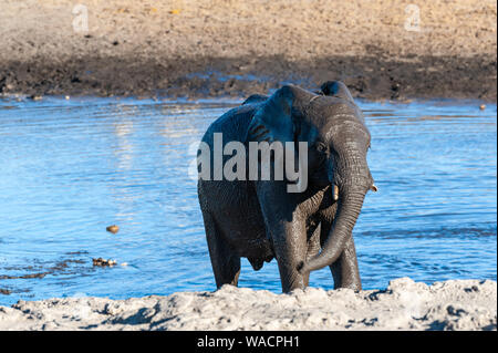 Un jeune bébé éléphant d'Afrique Loxodonta africana -- qui sortent de l'eau dans Chudop Etosha National Park, Namibie, après avoir pris un bain Banque D'Images