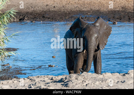 Un jeune bébé éléphant d'Afrique Loxodonta africana -- qui sortent de l'eau dans Chudop Etosha National Park, Namibie, après avoir pris un bain Banque D'Images