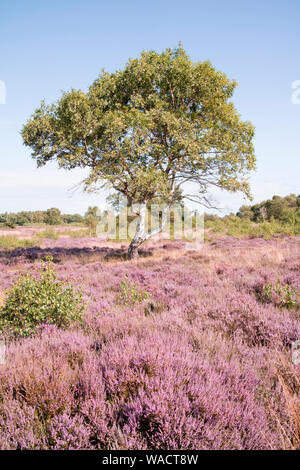 Westleton Heath Réserve naturelle nationale, gérée par l'Norfolk Wildlife Trust, Suffolk, Angleterre, RU Banque D'Images