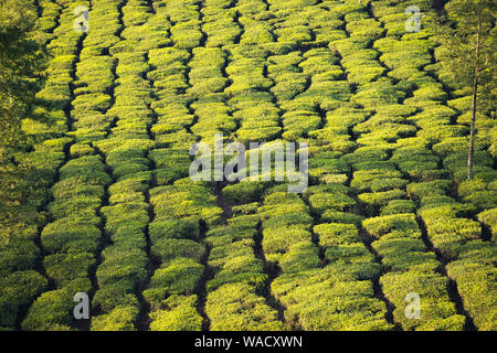 Superbe vue d'une plantation de thé vert au cours d'un beau coucher du soleil. Thé Darjeeling est un thé cultivé dans le district de Darjeeling, au Bengale occidental, en Inde. Banque D'Images