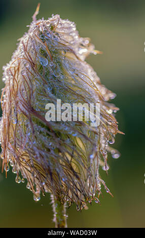 Pasqueflower, Anemone occidentalis, humide d'un matin de pluie, sur le Mont Rainier, Washington Banque D'Images