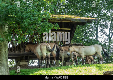 Han-sur-Lesse, Belgique - 25 juin 2019 : parc animalier avec groupe d'alimentation light brown chevaux mongoles dans le pré sous le feuillage vert. Banque D'Images