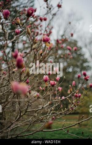 Un arbre plein de bourgeons de magnolia rose prêt à éclore au printemps Banque D'Images