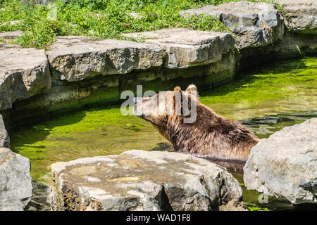 Han-sur-Lesse, Belgique - 25 juin 2019 : parc animalier avec ours brun verdâtre de l'eau de piscine, entourée de rochers popping sa tête au-dessus de l'eau. Banque D'Images