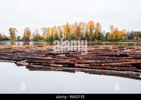 BURNABY, BC, CANADA - LE 31 OCTOBRE 2018 : Sciage poussés vers le bas le fleuve Fraser sont marqués, lié, et stockés temporairement sur l'eau. Banque D'Images