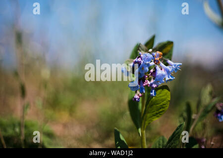 Bluebell isolé floraison contre les graminées Banque D'Images