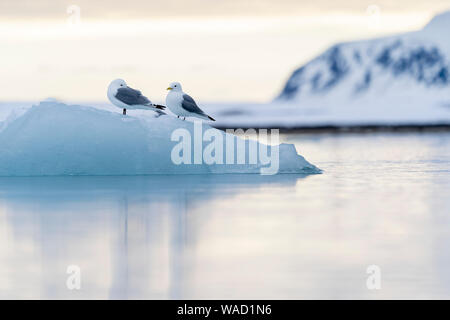 Deux goélands se trouve sur un morceau de glace au coucher du soleil Banque D'Images