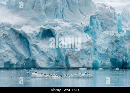 Un grand groupe d'oiseaux se trouve sur un morceau de la glace flottant Banque D'Images