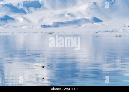 Un pétrel fulmar en vol au dessus d'une mer très calme dans lequel elle se reflète Banque D'Images