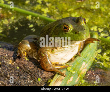 De près de American Bullfrog Lithobates catesbeianus (Colorado, USA) Banque D'Images