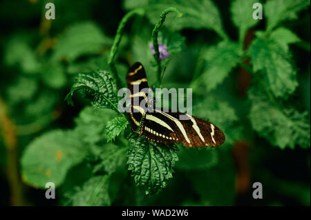 Beau Gros plan papillon Zebra sauvage perché sur plante verte avec fleur pourpre contre nature fond floue à Ténérife Banque D'Images