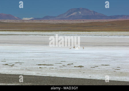 Vigogne à Salt Flats, Salar de Jama, à Paso Jama, Jujuy, Argentine, Amérique du Sud Banque D'Images