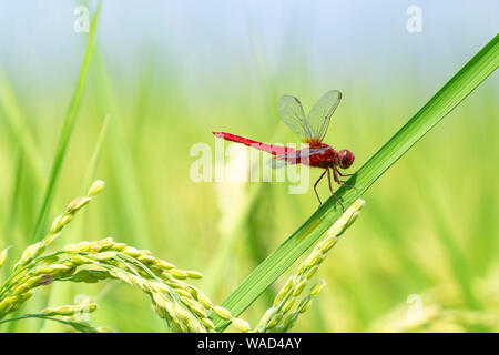 Skimmer écarlate Crocothemis servilia ( ) au champ de riz d'été, la ville de Mooka, Tochigi Prefecture, Japan Banque D'Images