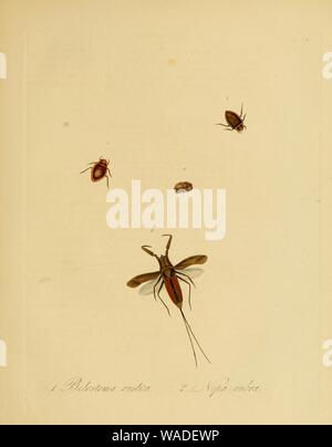 Donovan - insectes de la Chine, 1838 - pl 19. Banque D'Images