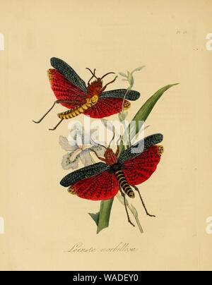 Donovan - insectes de la Chine, 1838 - pl 13. Banque D'Images