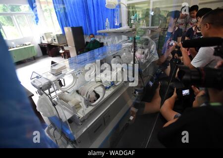 Les visiteurs de prendre des photos de paires de jumeaux pandas géants dans des incubateurs au zoo de Chongqing, Chine, le 23 juillet 2019. Deux pandas géants dans un zoo dans le sud-ouest Banque D'Images