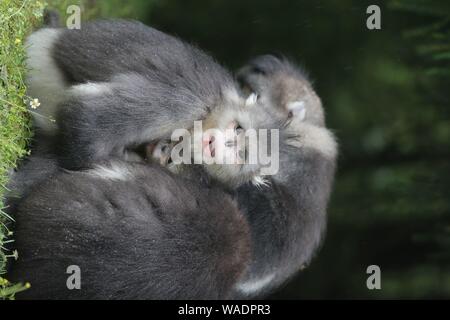 --FILE--Le noir et blanc snub-nosed des singes ou le Yunnan golden hair singes sont vus à la Yunnan snub-nosed monkey parc national de Baima Snow Moun Banque D'Images