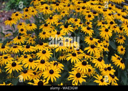 Un tas de Black-Eyed Susan est en fleur au soleil Banque D'Images