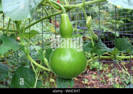 Une bouteille verte Gourd accroché sur la vigne Banque D'Images