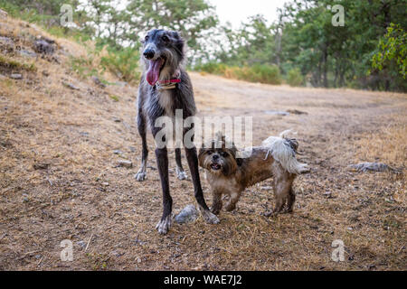 Greyhound et shih tzu portrait dans un champ au coucher du soleil Banque D'Images