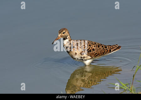 Dans l'eau d'alimentation Ruff Banque D'Images