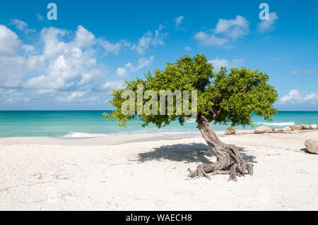 L'emblématique divi divi tree sur le sable blanc d'Eagle Beach à l'île des Caraïbes Aruba. C'est un jour ensoleillé, ciel bleu et nuages blancs. La turqui Banque D'Images