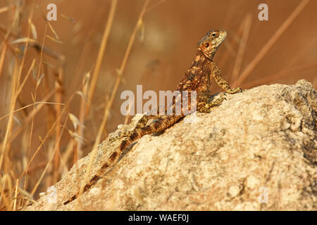 Agama lizard on sunset Banque D'Images