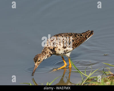 Dans l'eau d'alimentation Ruff Banque D'Images