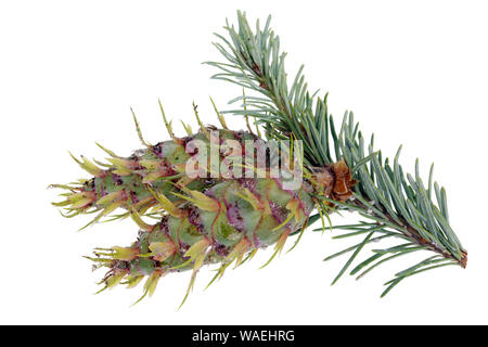 Les jeunes cônes de l'épinette bleue sapin squeeze la résine, qui adhère à la toile d'araignées et de pollen. Isolé sur blanc macro studio Banque D'Images