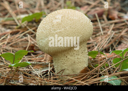 Spécimen de champignon, lycoperdaceae Lycoperdon perlatum Banque D'Images