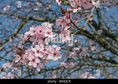 Une branche en fleurs de prunier pourpre-leaf Banque D'Images