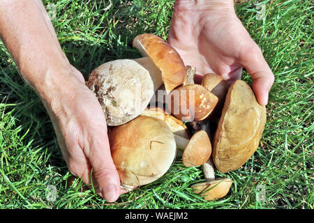 Personnes âgées senior woman détient les champignons frais de la forêt dans ses mains sur un fond d'herbe verte Banque D'Images