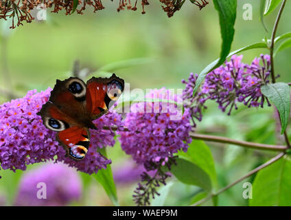 Sur une journée chaude et ensoleillée, un paon papillon se nourrit sur un pigment de bush en pleine floraison. Le 04/08/2019 Banque D'Images