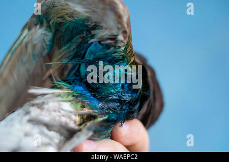 Le pigeon avec une fracture ouverte de l'humérus, traitement local par pulvérisation d'antibiotiques Banque D'Images