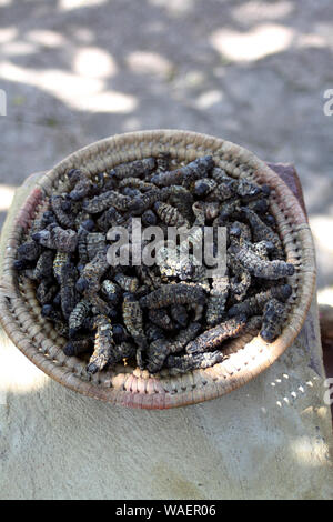 Un bol de vers Mopane à Lesedi Cultural Village, berceau de l'humanité, l'Afrique du Sud Banque D'Images