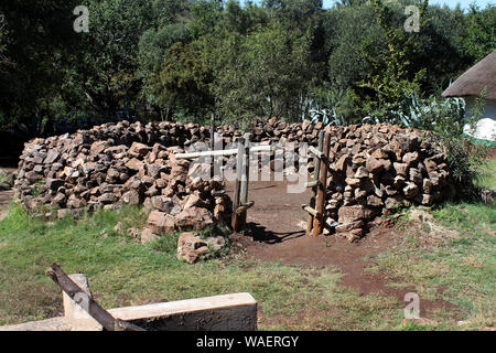 Bovins Xhosa dans kraal village à Lesedi Cultural Village, berceau de l'humanité, l'Afrique du Sud Banque D'Images