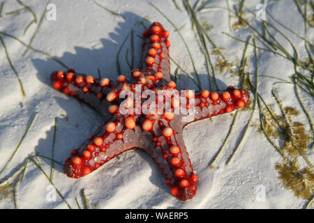 Le bouton rouge de l'Afrique de l'étoile, Zanzibar, Tanzanie, Banque D'Images