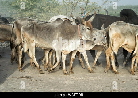 Troupeau de vaches, Grand Désert du Rann de Kutch, Gujarat, Inde Banque D'Images