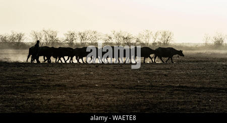 Troupeau de vaches, Grand Désert du Rann de Kutch, Gujarat, Inde Banque D'Images