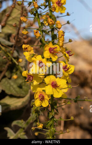 Une espèce endémique de Crète, molène molène, Verbascum Arcturus, sur une falaise dans le sud de la Crète, Grèce. Banque D'Images