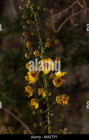 Une espèce endémique de Crète, molène molène, Verbascum Arcturus, sur une falaise dans le sud de la Crète, Grèce. Banque D'Images