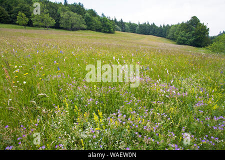 Wild Flower meadow Col du Vassieux Parc Naturel Régional du Vercors Vercors France Banque D'Images