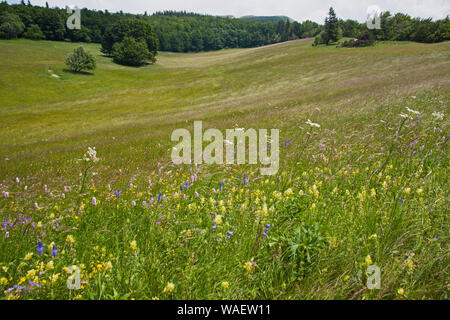 Wild Flower meadow Col du Vassieux Parc Naturel Régional du Vercors Vercors France Banque D'Images