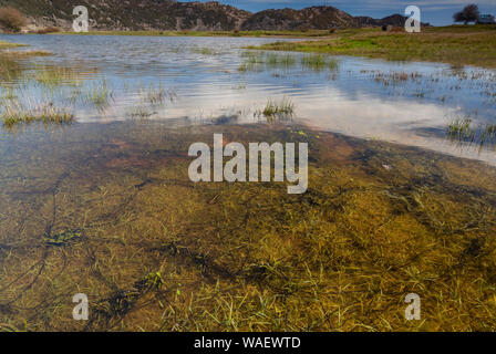 Cordes de crapaud vert (Bufo viridis, toadspawn in Omalos, étang, montagnes Blanches, plateau d'Omalos, Crète. Banque D'Images