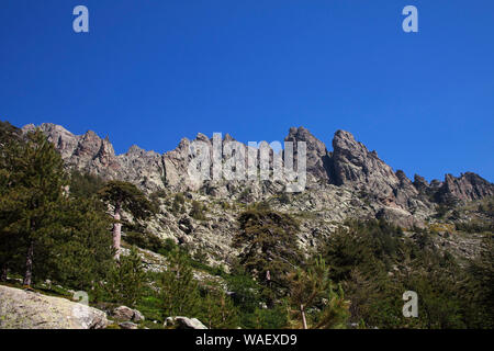 La crête de la montagne et pin laricio Pinus nigra subsp. laricio, Gorges de la Restonica, Parc Naturel Régional de Corse, France Juillet 2018 Banque D'Images