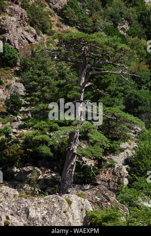 Ancien pin laricio Pinus nigra subsp. larcio, l'EACA di Santa Regina, Parc Naturel Régional de Corse, France, juillet 2018 Banque D'Images