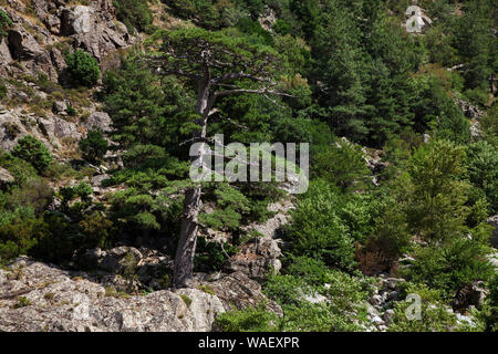 Ancien pin laricio Pinus nigra subsp. larcio, l'EACA di Santa Regina, Parc Naturel Régional de Corse, France, juillet 2018 Banque D'Images