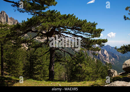 Ancien pin laricio Pinus nigra subsp. laricio, Col de Bavella, Corse, France, juillet 2018 Banque D'Images