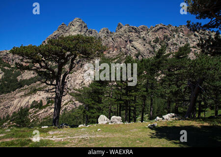 Ancien pin laricio Pinus nigra subsp. laricio et une partie de l'Aiguilles de Bavella, le Col de Bavella, Corse, France, juillet 2018 Banque D'Images