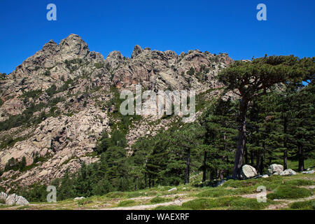 Ancien pin laricio Pinus nigra subsp. laricio et une partie de l'Aiguilles de Bavella, le Col de Bavella, Corse, France, juillet 2018 Banque D'Images